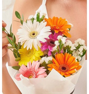 Rengarenk Gerbera Çiçekleri